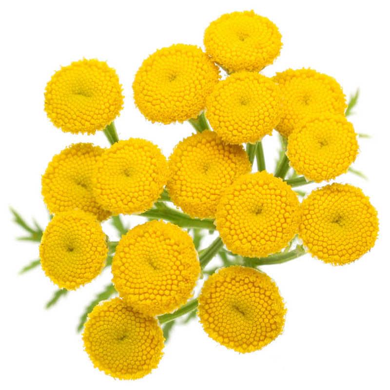 KRX Oxyglow Bubble Wash - Blue Tansy